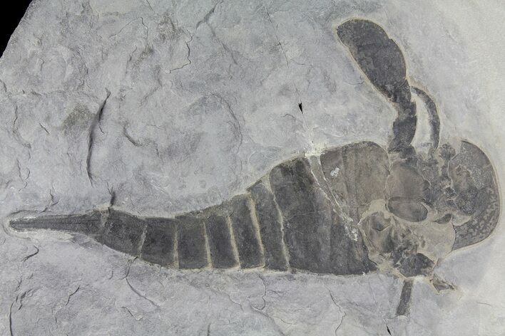 Eurypterus (Sea Scorpion) Fossil - New York #179511